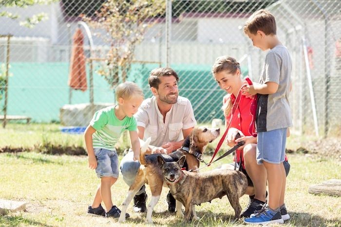 Tipps für die Adoption eines Rettungshundes