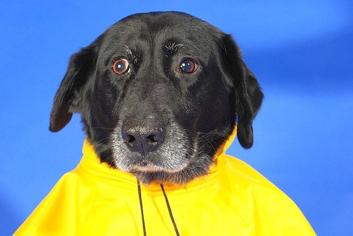 áo khoác cho chó hoạt động với dây nịt