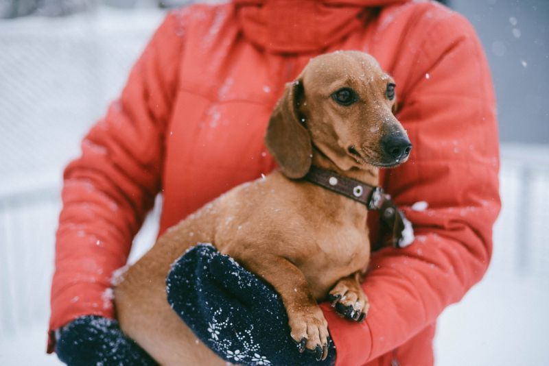 Kaip sužinoti, ar jūsų šuo yra šaltas