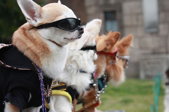 слънчеви очила за вашето куче