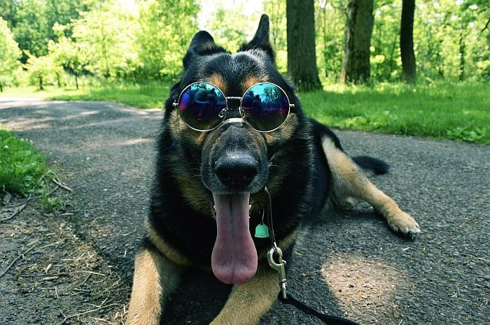 Labākās suņu saulesbrilles: izskatās pārāk forši skolai