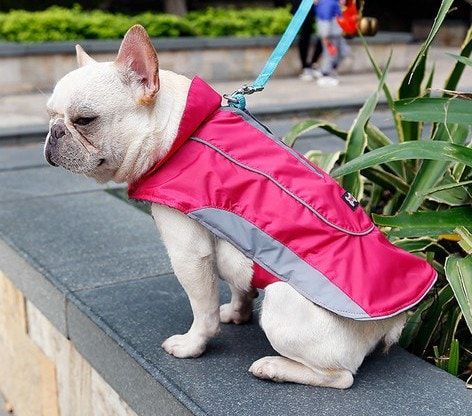 manteau canin chaud et imperméable