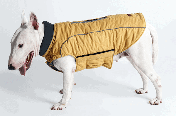 psí kabát za chladného počasia