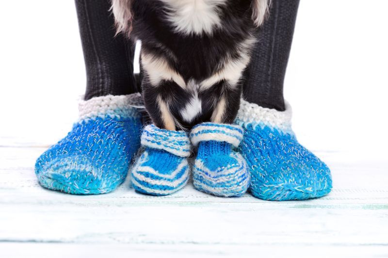 Meilleures chaussettes pour chiens pour planchers de bois franc : chaussettes pour spot