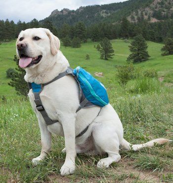 reguliuojamas šunų balno krepšys