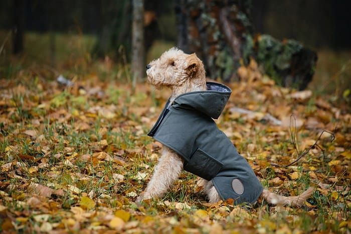 Geriausi šunų lietpalčiai: buvimas sausas per lietų