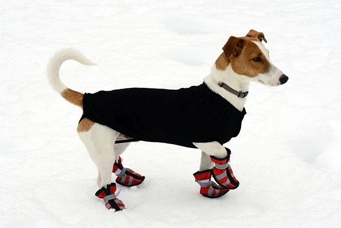 Best Dog Booties: รองเท้ายอดนิยมสำหรับ Furry Four-Footer ของคุณ!
