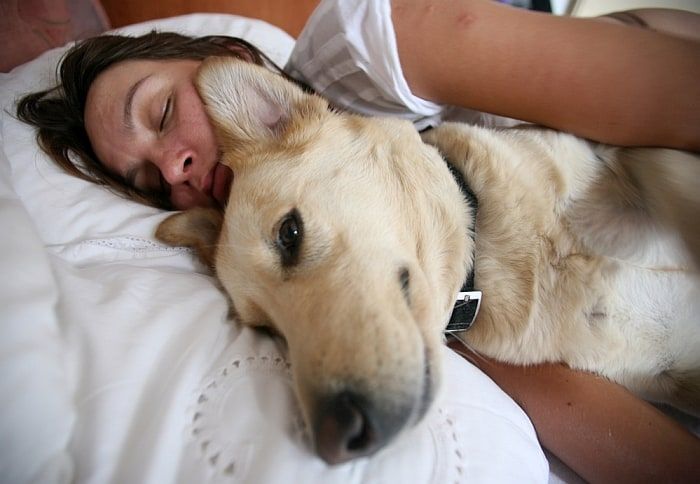 sängyt matkustaville koirille