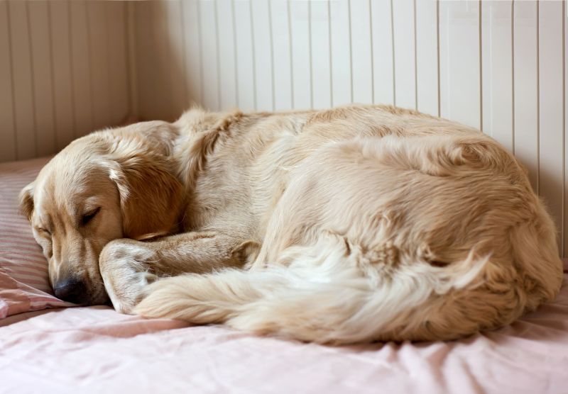 добро куче-легло-златисто-ретривър