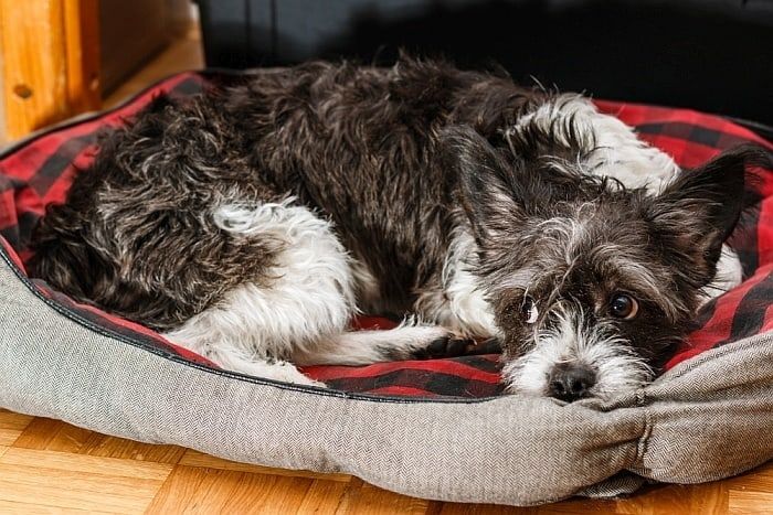 Aštuonios geriausios šunų lovos žiemai: šiltos ir jaukios lovelės jūsų šunims