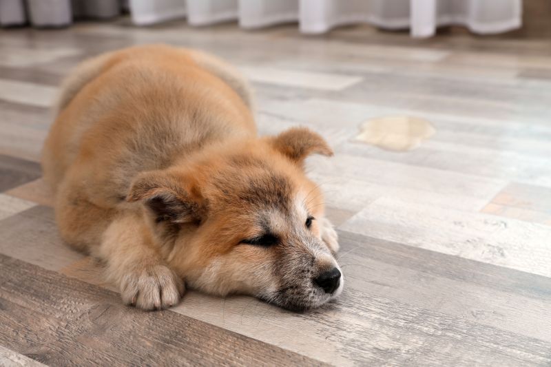 Кучетата с инконтиненция се нуждаят от водоустойчиви легла