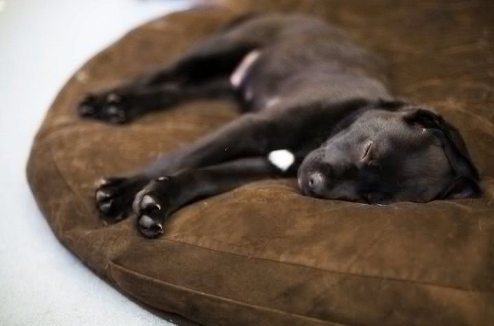 giường cho chó bằng mút hoạt tính