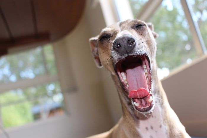 Tempat Tidur Anjing Terbaik untuk Greyhounds: Bersantai untuk Lean & Limber