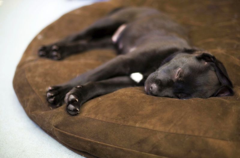 19 cele mai bune paturi pentru câini pentru poochul tău