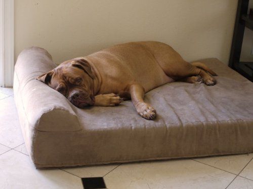 meilleurs lits pour chiens pour vieux chiens