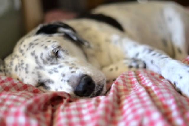 най -добрите отоплителни кучешки легла