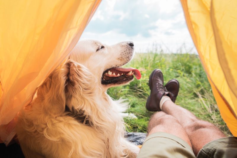 faire du camping avec un chien