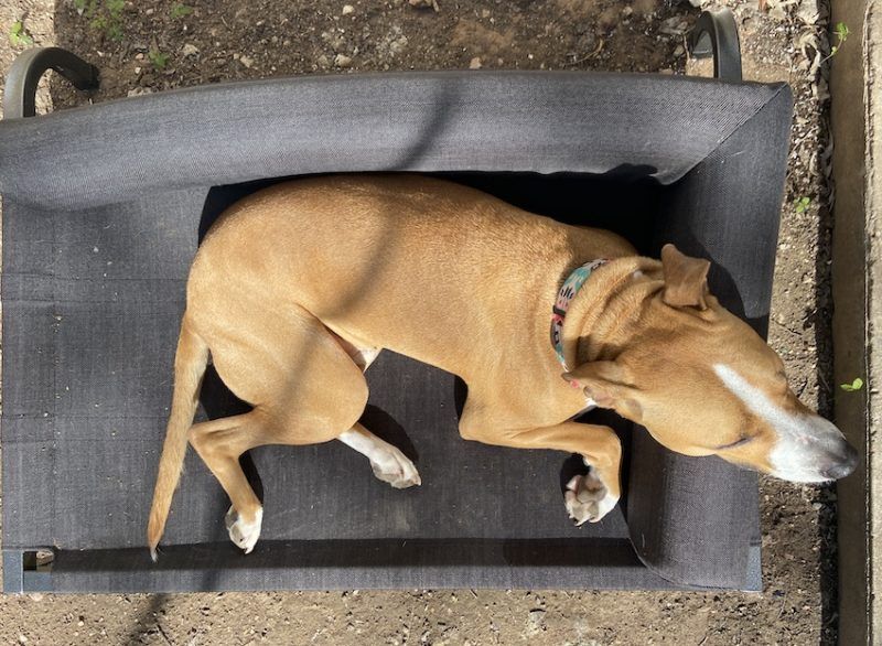 aukščiau pakelta šunų lova