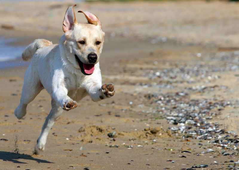 ساحل سمندر پر دوڑتا ہوا کتا