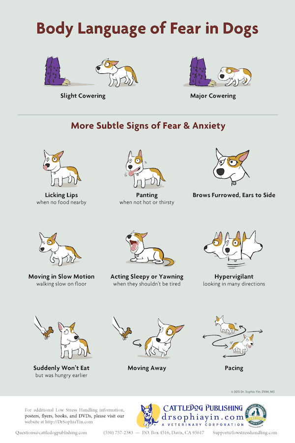 Плакат за езика на тялото на страха в кучетата