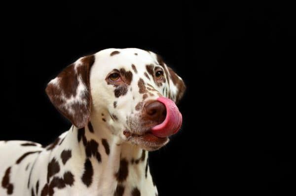 kenapa anjing makan kotoran