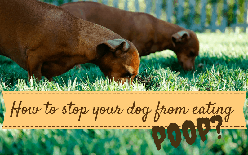 bagaimana cara menghentikan anjing saya makan kotoran