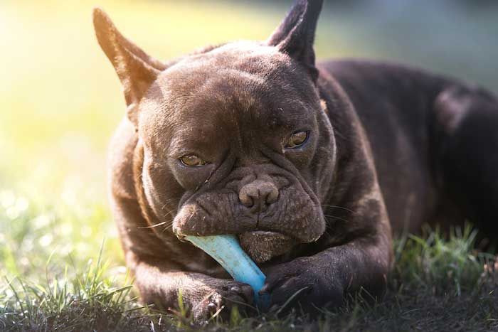 играчка за дъвчене на кученце