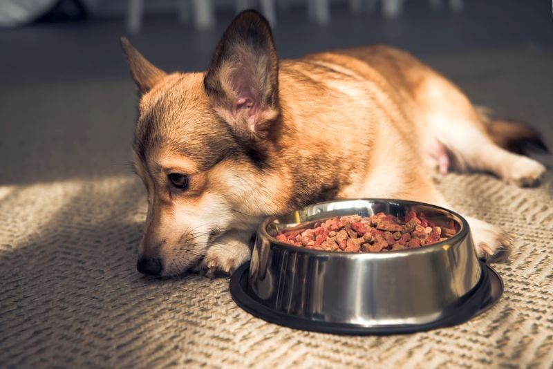 tab af appetit hos hunde
