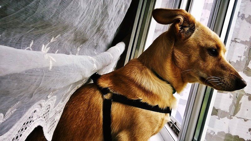 كلب ينظر من النافذة