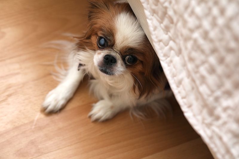 كلب يختبئ تحت السرير