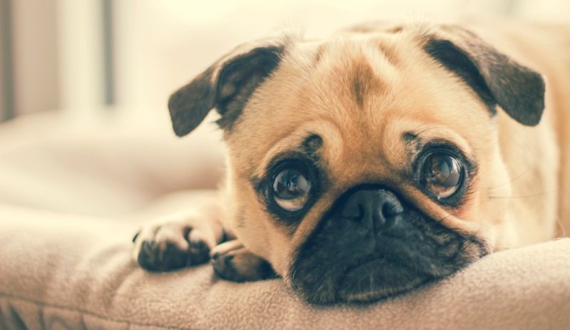 28 نشانیاں کہ آپ کا کتا دباؤ یا پریشانی کا شکار ہے (اور اس کے بارے میں کیا کریں)