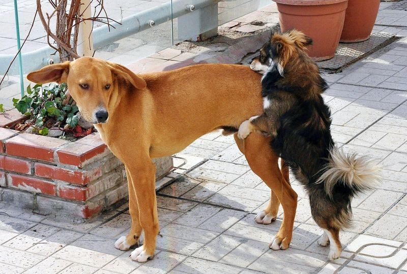 کتا دوسرے کتوں کو مار رہا ہے