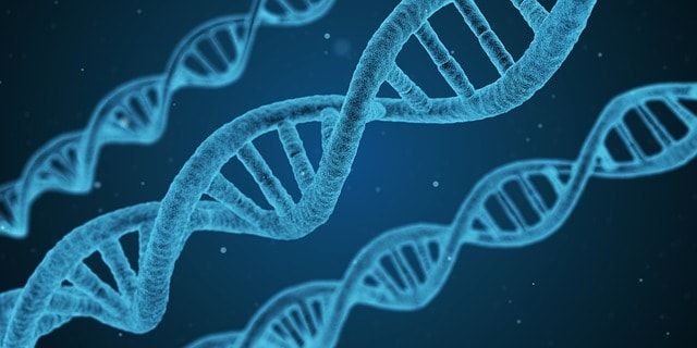 ДНК-собака-генетика