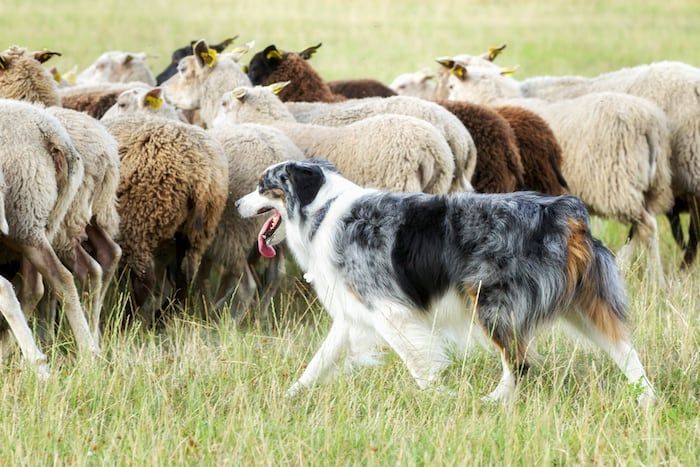 Border Collie Hund hütet Schafe
