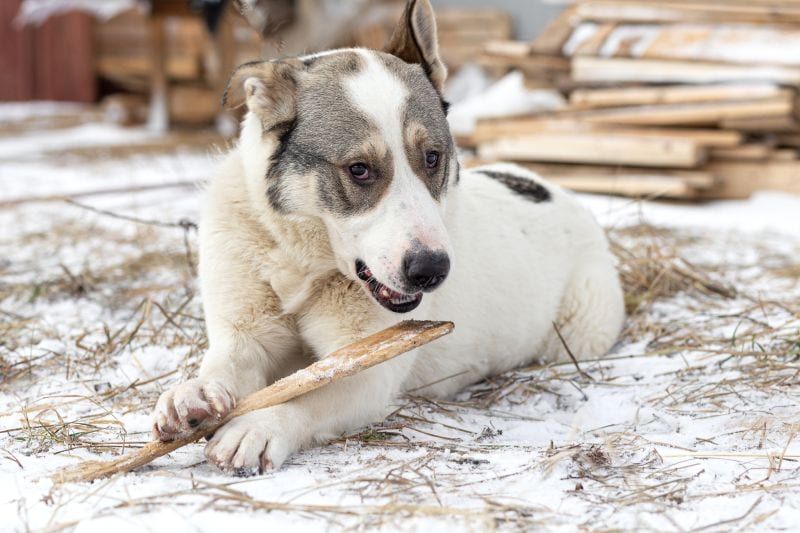 Förhindra din hund från att äta pinnar