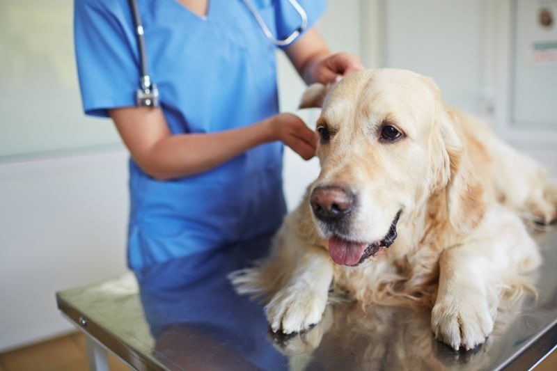 medicīnisku problēmu dēļ suns var ēst nūjas