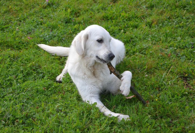 Les chiens mangent souvent des bâtons