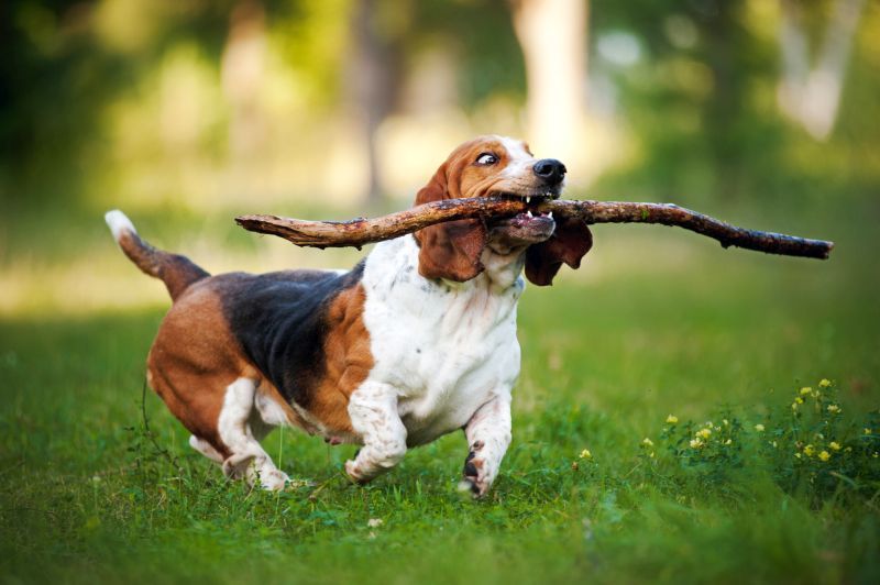 empêcher votre chien de manger des bâtons