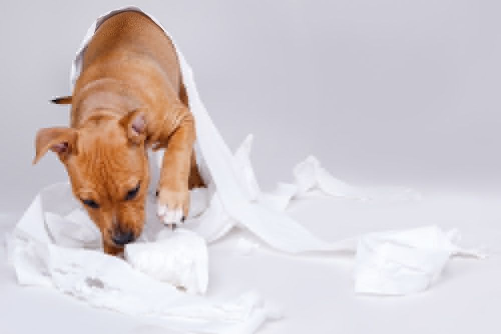 ¿Por qué los perros comen papel higiénico?