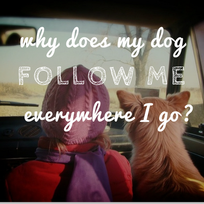 لماذا كلبي يتبعني في كل مكان؟