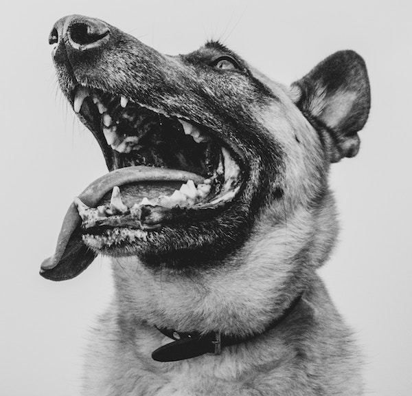 Mundzuneigung bei Hunden: Was bedeutet es und wie kann ich es stoppen?