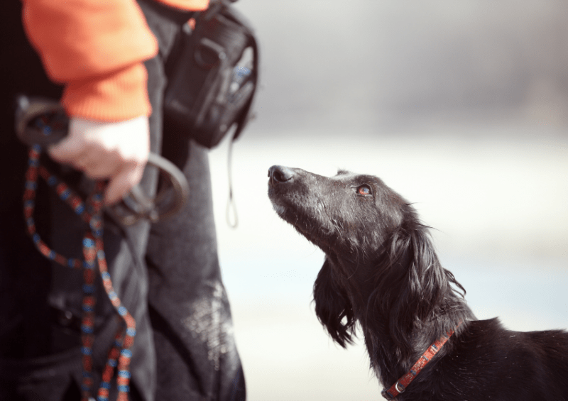 Verhaltensforscher für Hunde