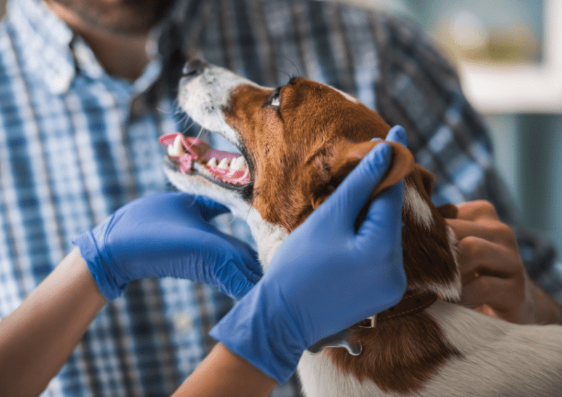 veterinaria comportamentista