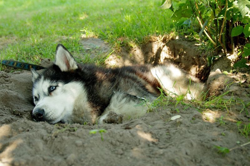 højenergihunde graver meget