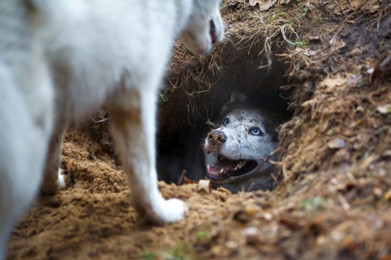 les chiens adorent creuser