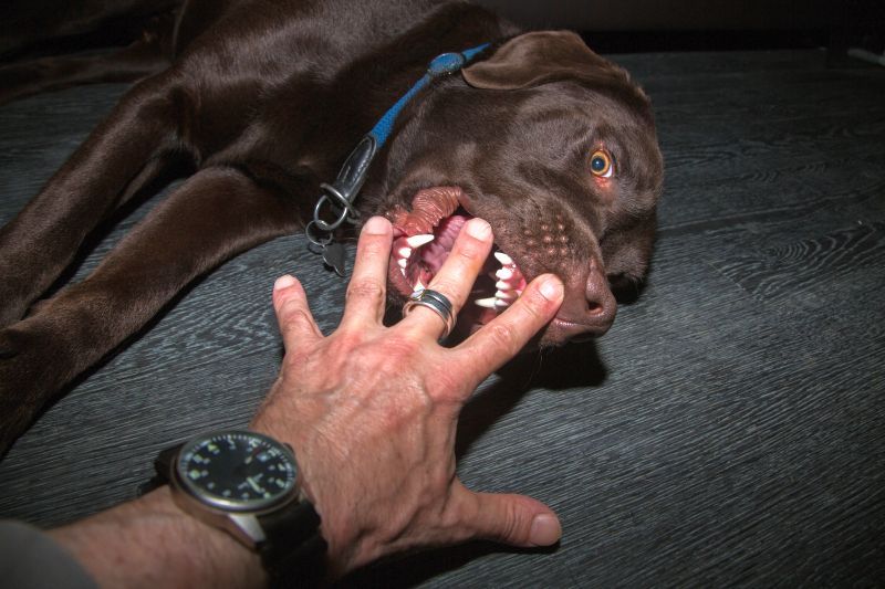 gos mossegant la mà suaument