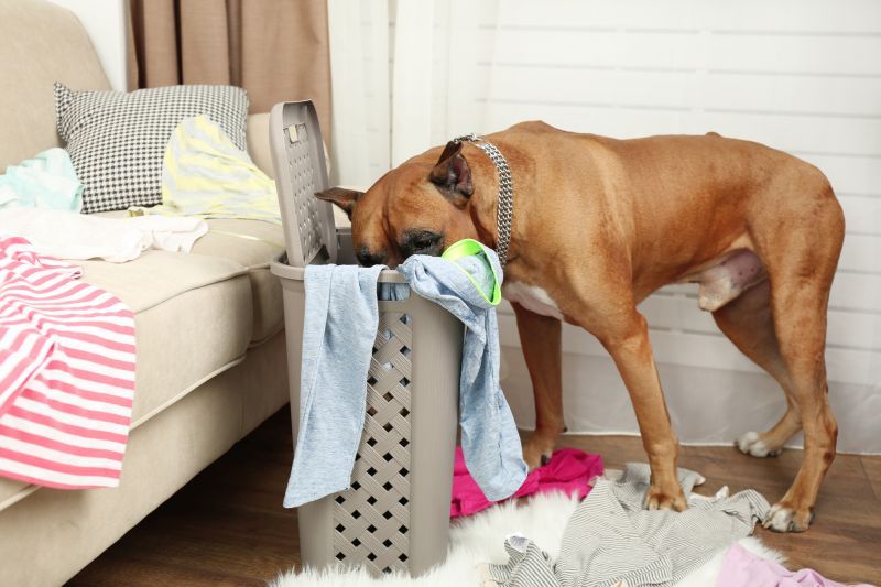 veel honden vinden het leuk om kleren te stelen