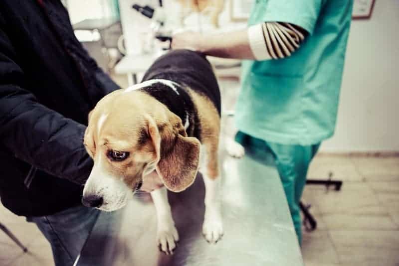 собака в ветеринарном кабинете