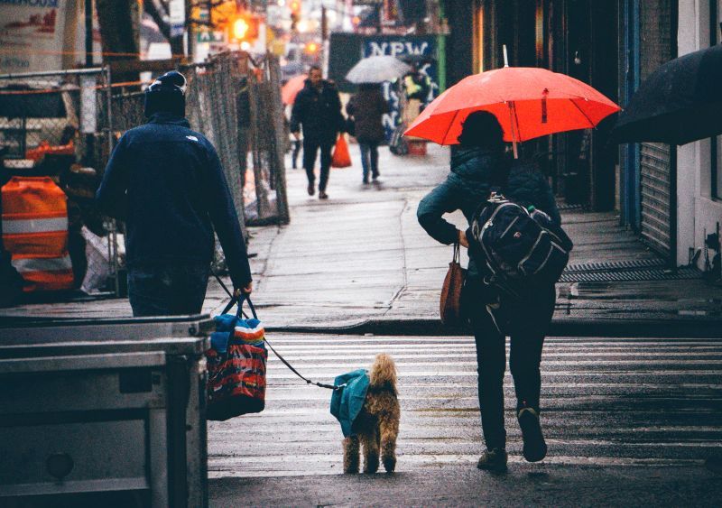 Certains chiens détestent la pluie