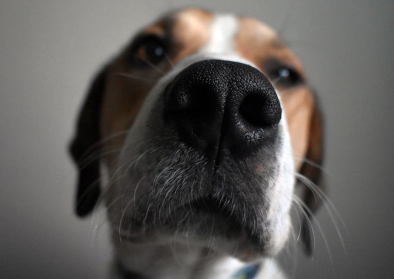 odeurs persistantes de chien